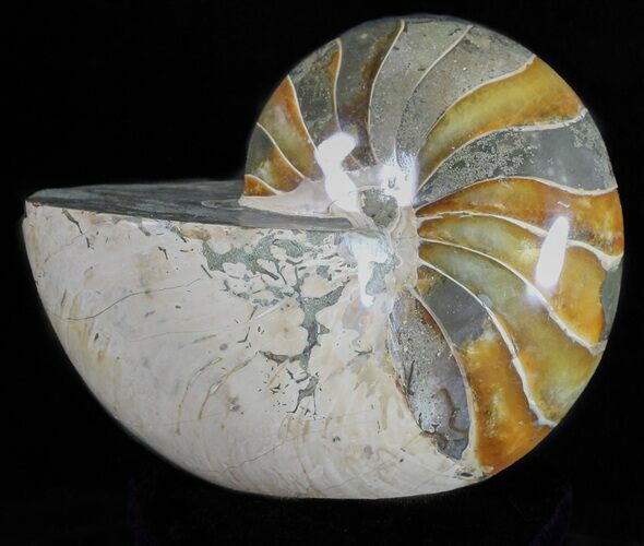 Polished Nautilus Fossil - Huge Specimen! #59694